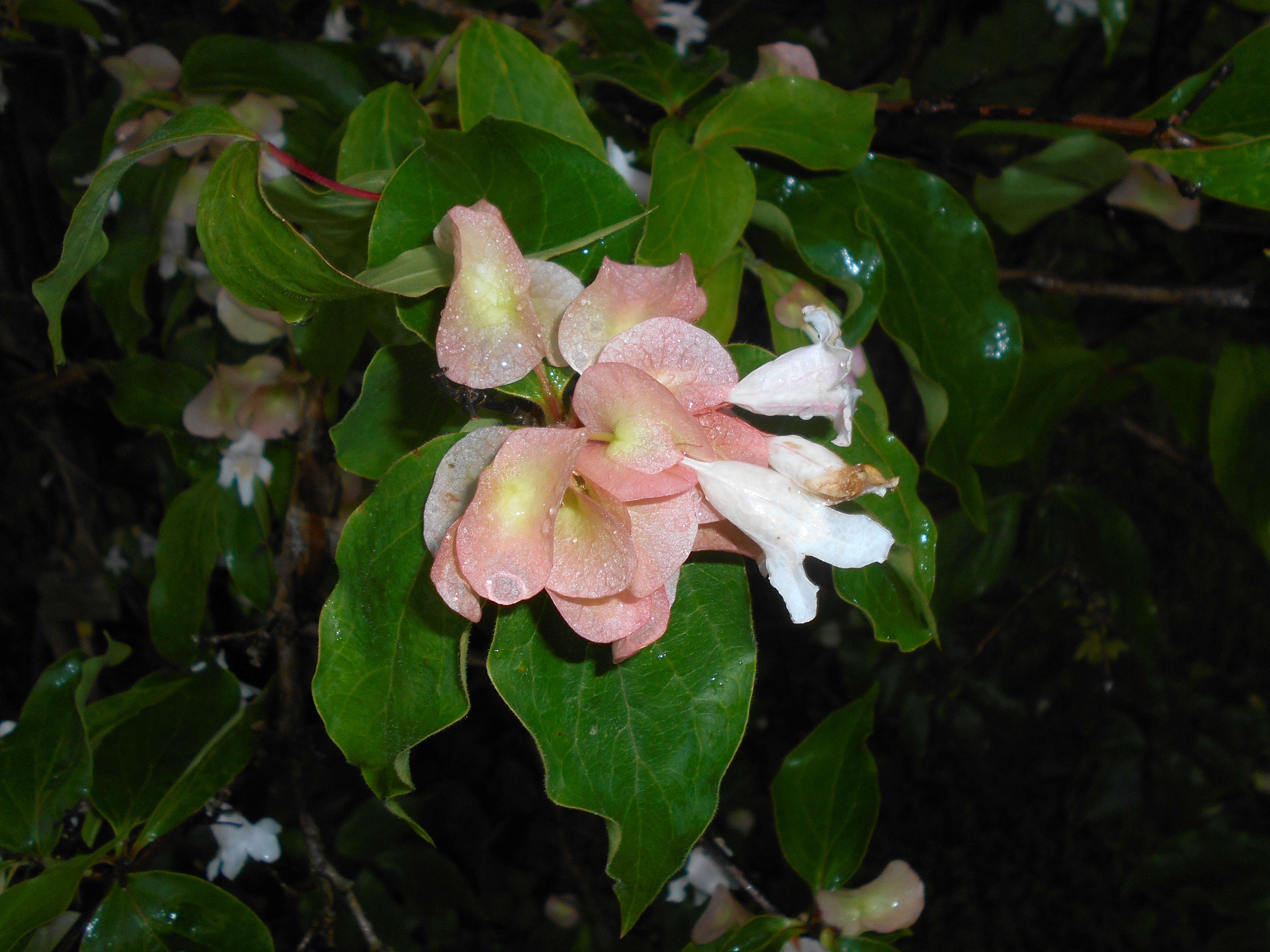 Imagem de Dipelta floribunda Maxim.