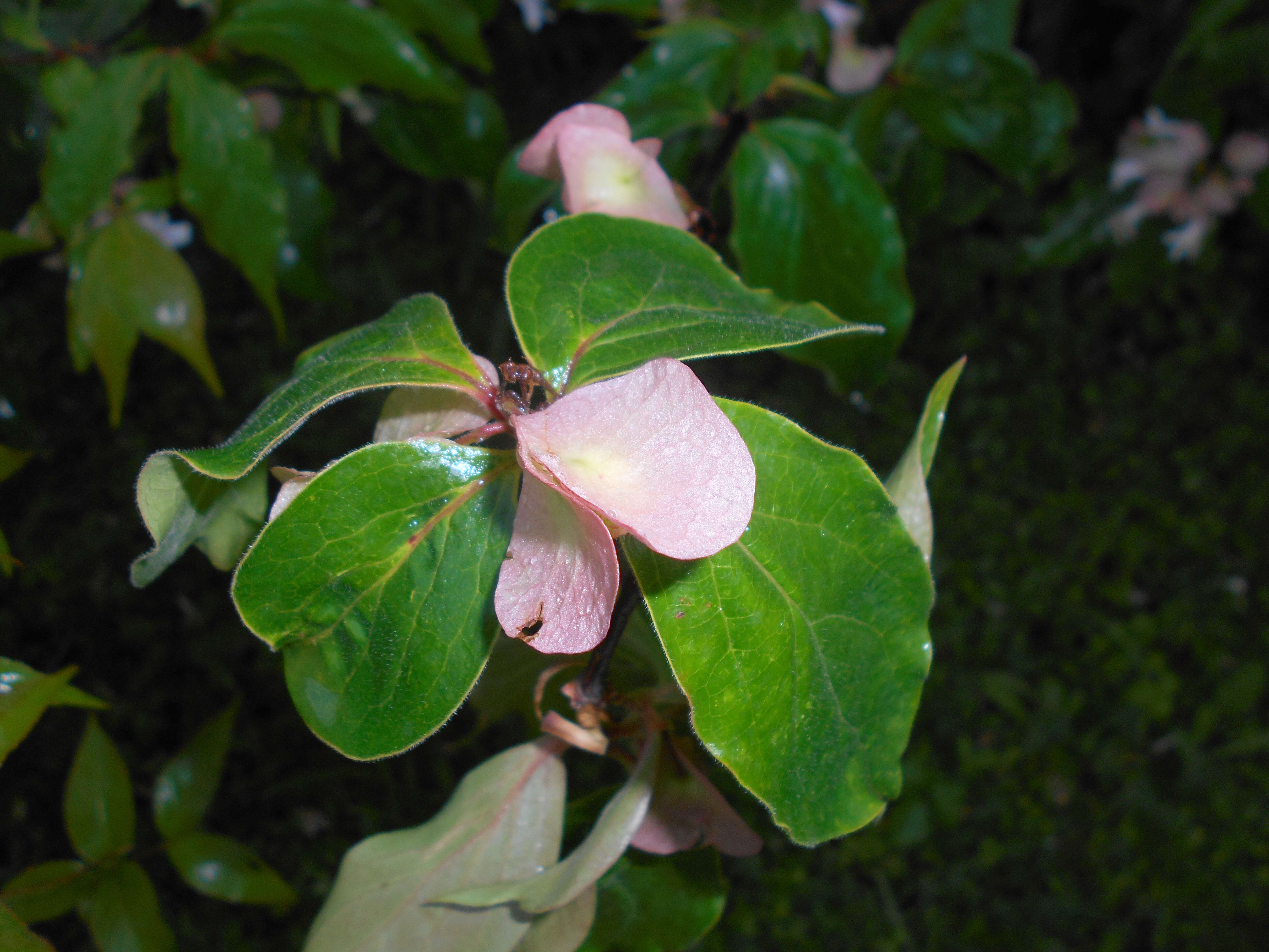 Imagem de Dipelta floribunda Maxim.