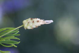 Imagem de Lavandula viridis L'Hér.