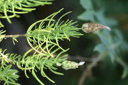 Image of Lavandula viridis L'Hér.