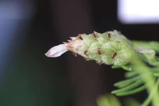 Image of Lavandula viridis L'Hér.