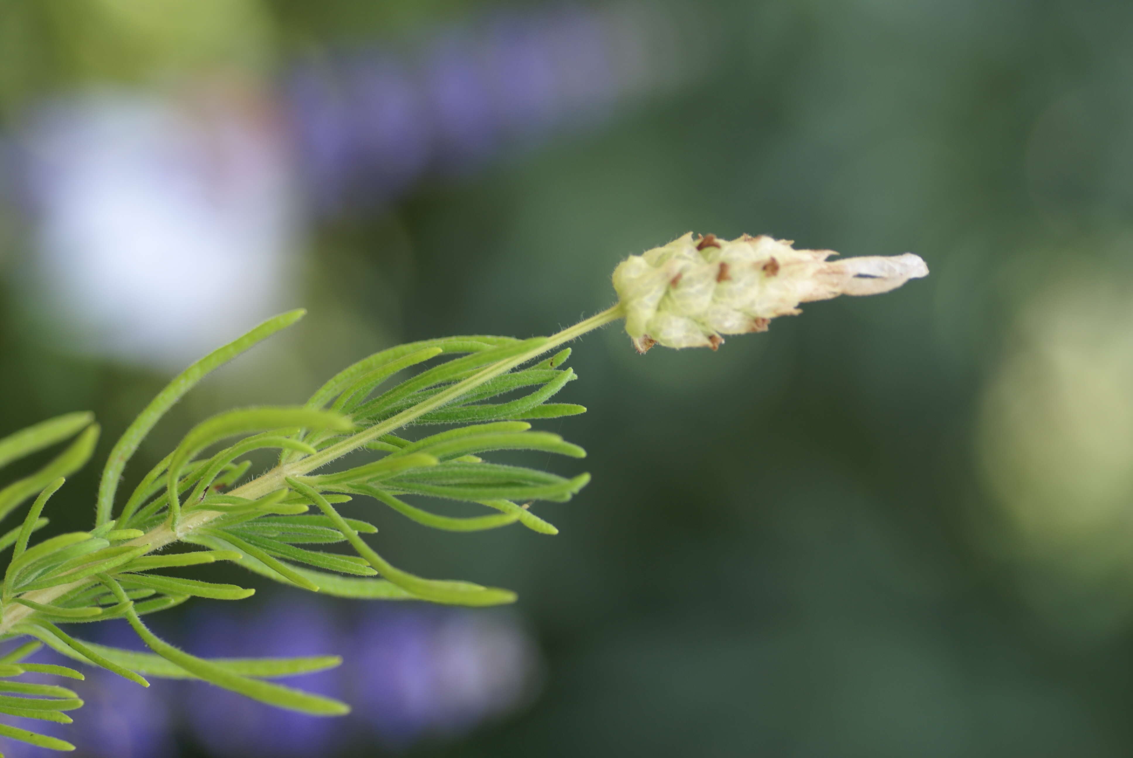 Image of Lavandula viridis L'Hér.