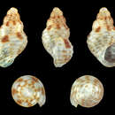 Image of Alvania watsoni (Schwartz ex R. B. Watson 1873)