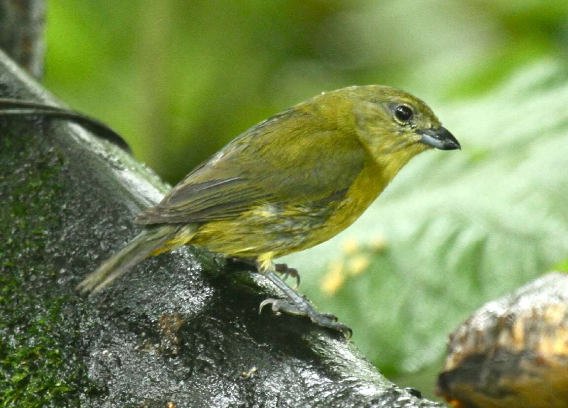 Image of Thick-billed Euphonia