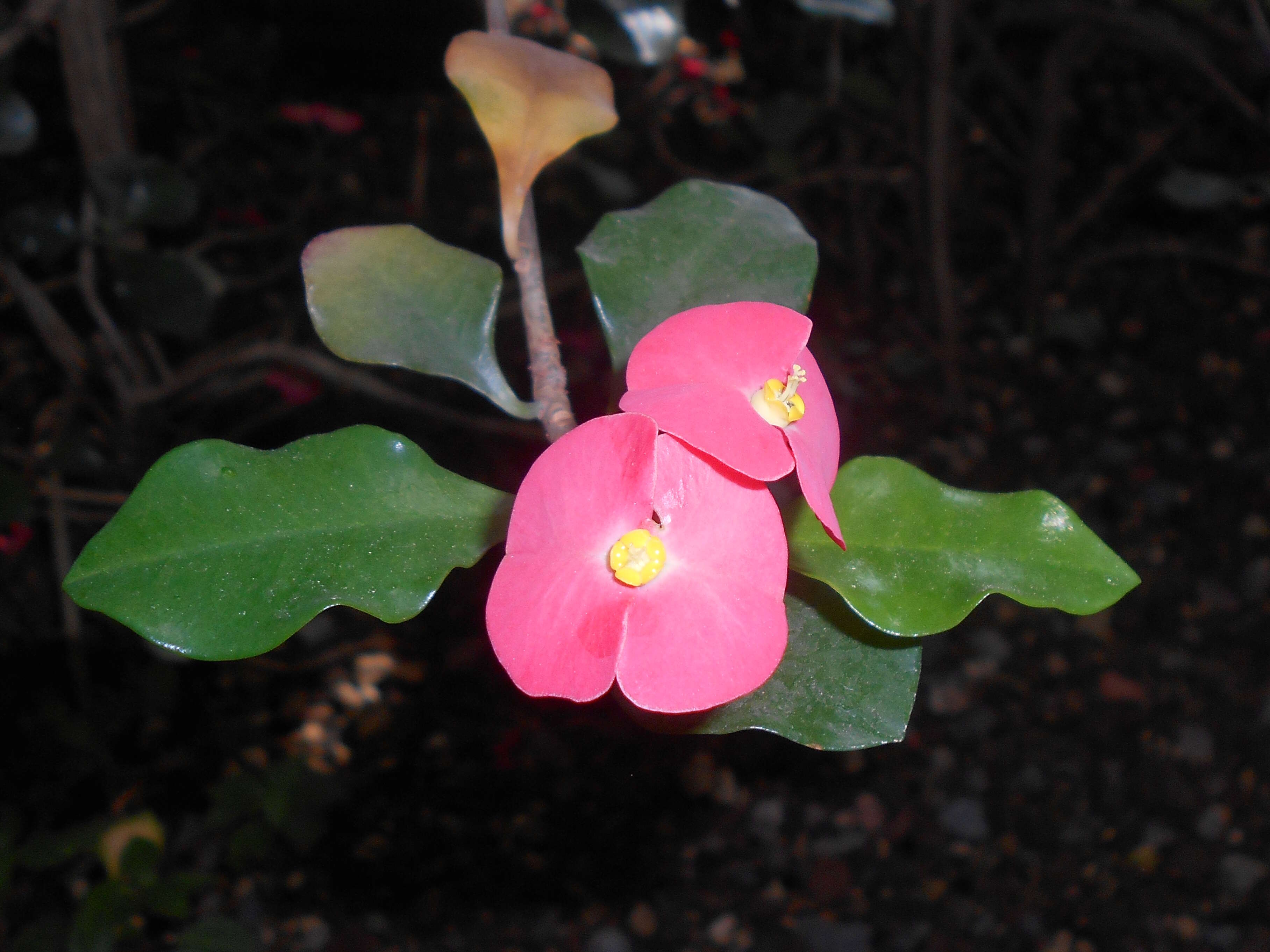 Euphorbia geroldii Rauh resmi