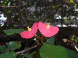 Image of Euphorbia geroldii Rauh