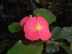 Image of Euphorbia geroldii Rauh