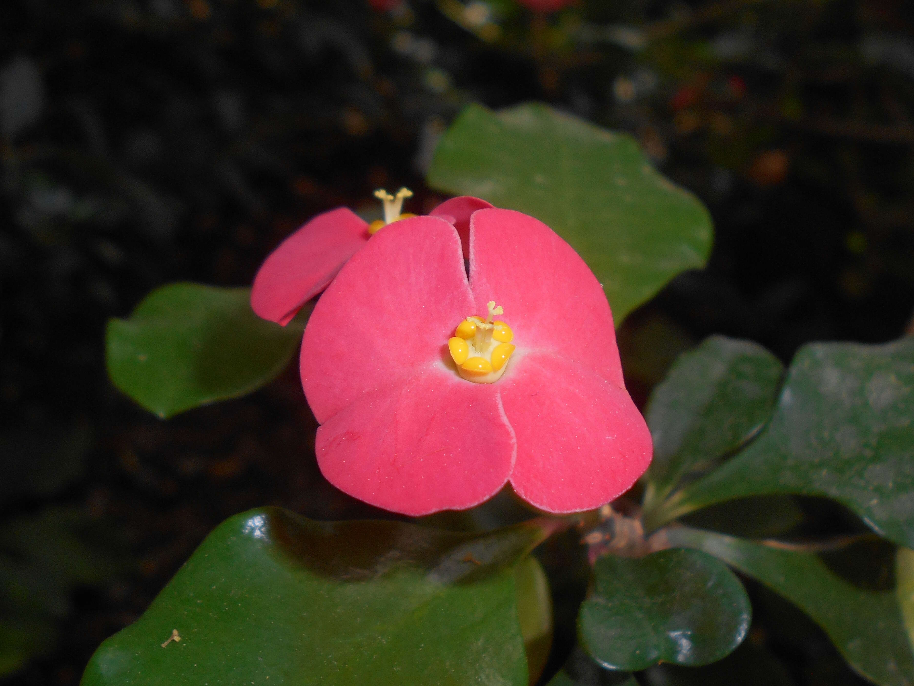 Image of Euphorbia geroldii Rauh