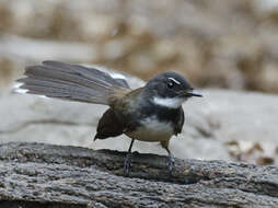 Image of Malaysian Pied Fantail