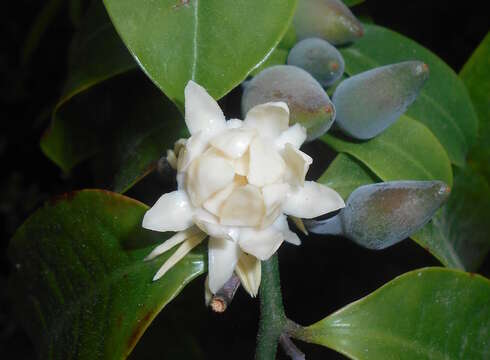 Image of Eupomatia laurina R. Br.