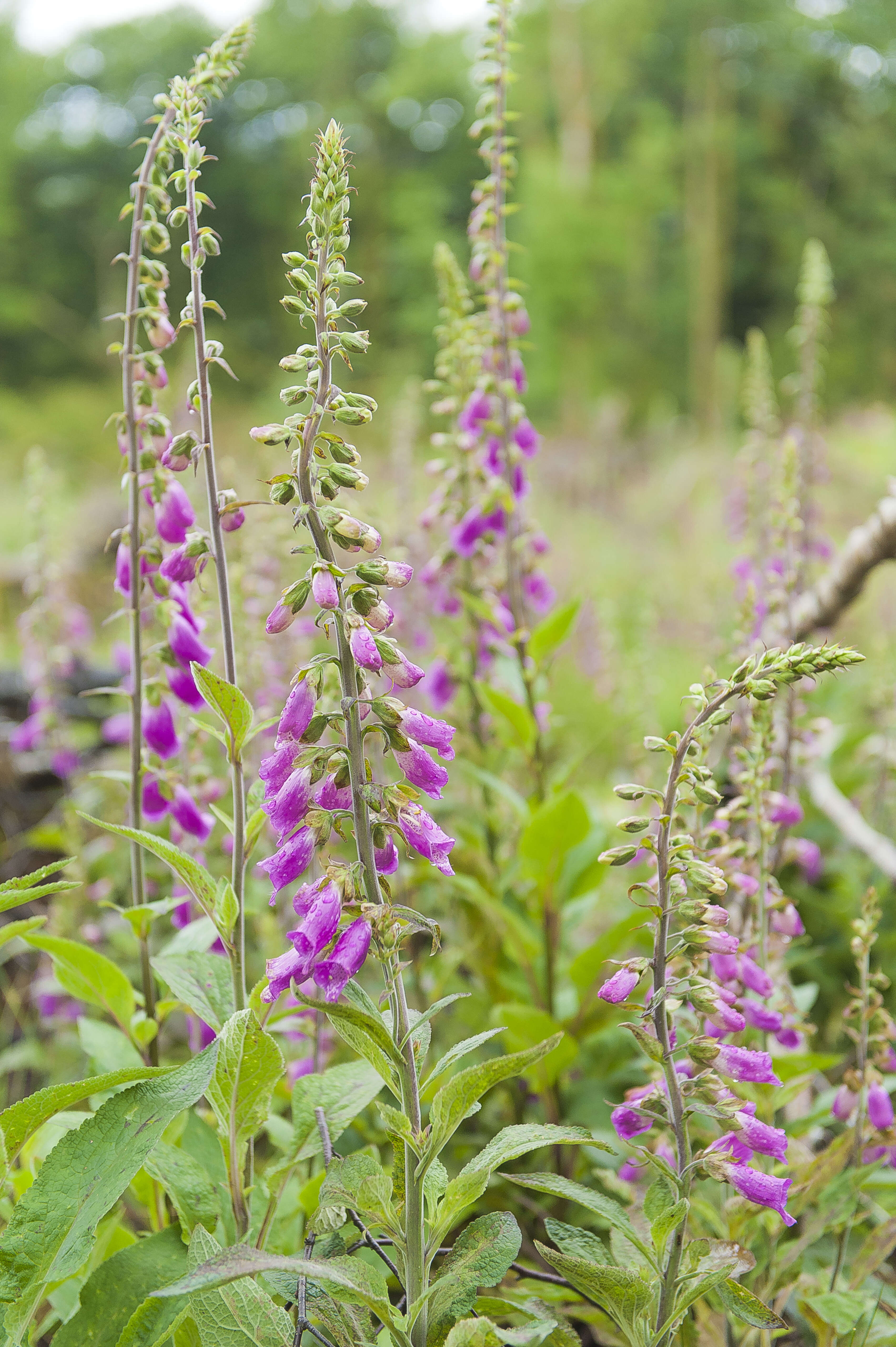 Imagem de Digitalis purpurea L.