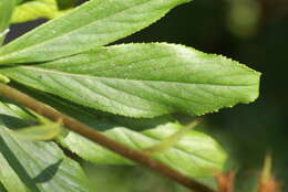 Image de Digitalis sceptrum L. fil.