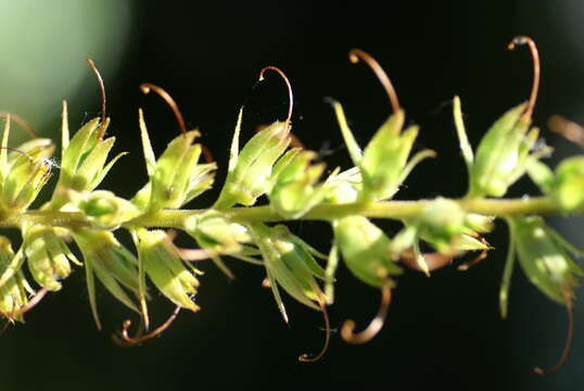 Imagem de Digitalis sceptrum L. fil.