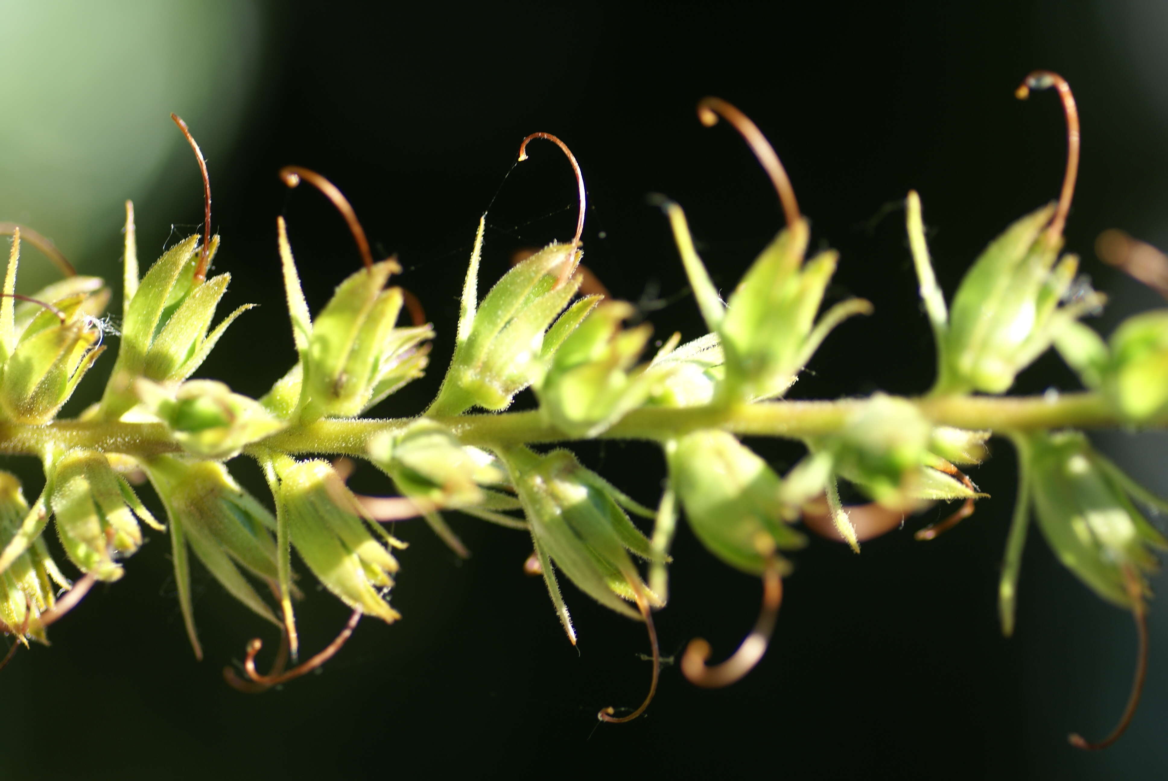 Imagem de Digitalis sceptrum L. fil.