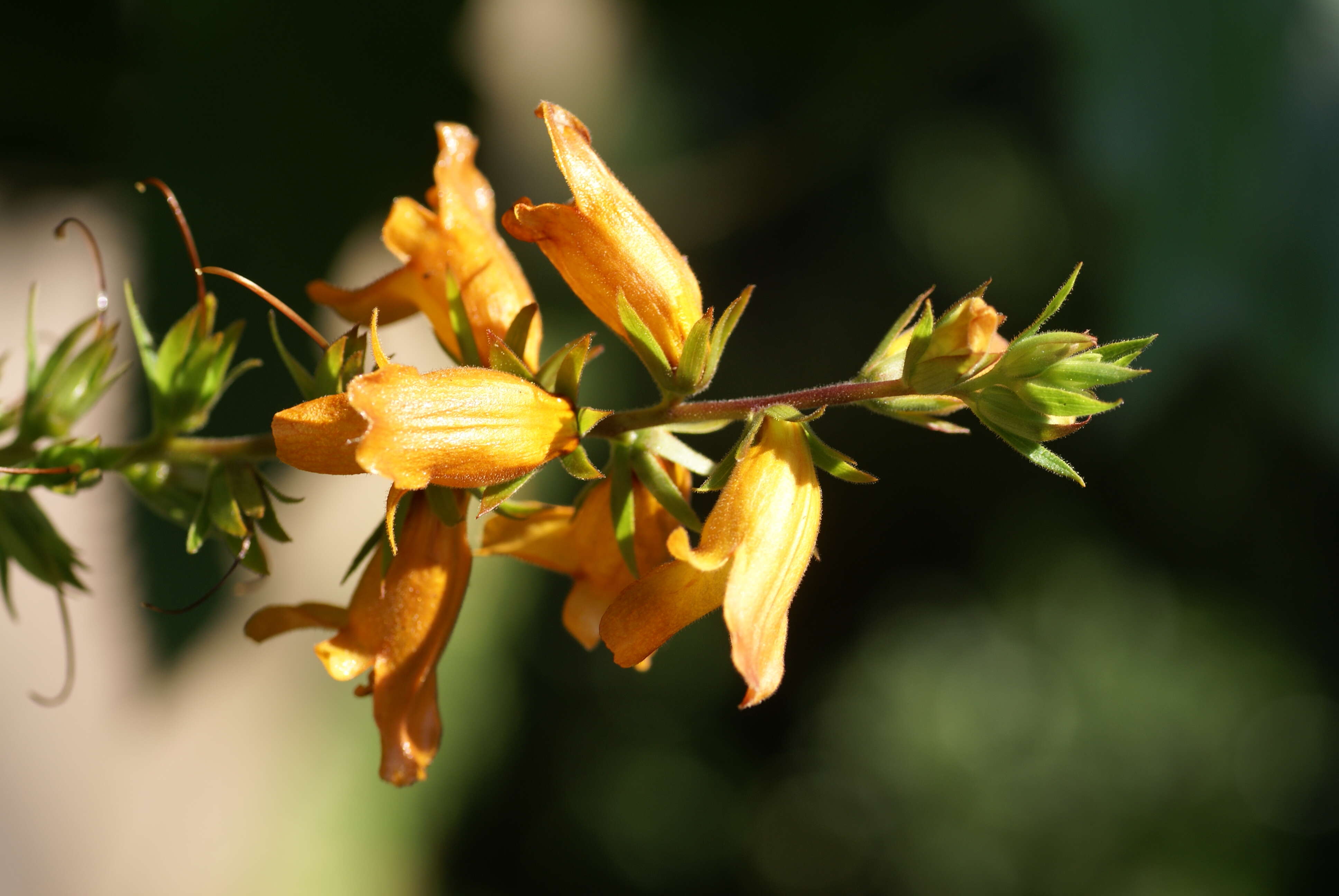 Image de Digitalis sceptrum L. fil.