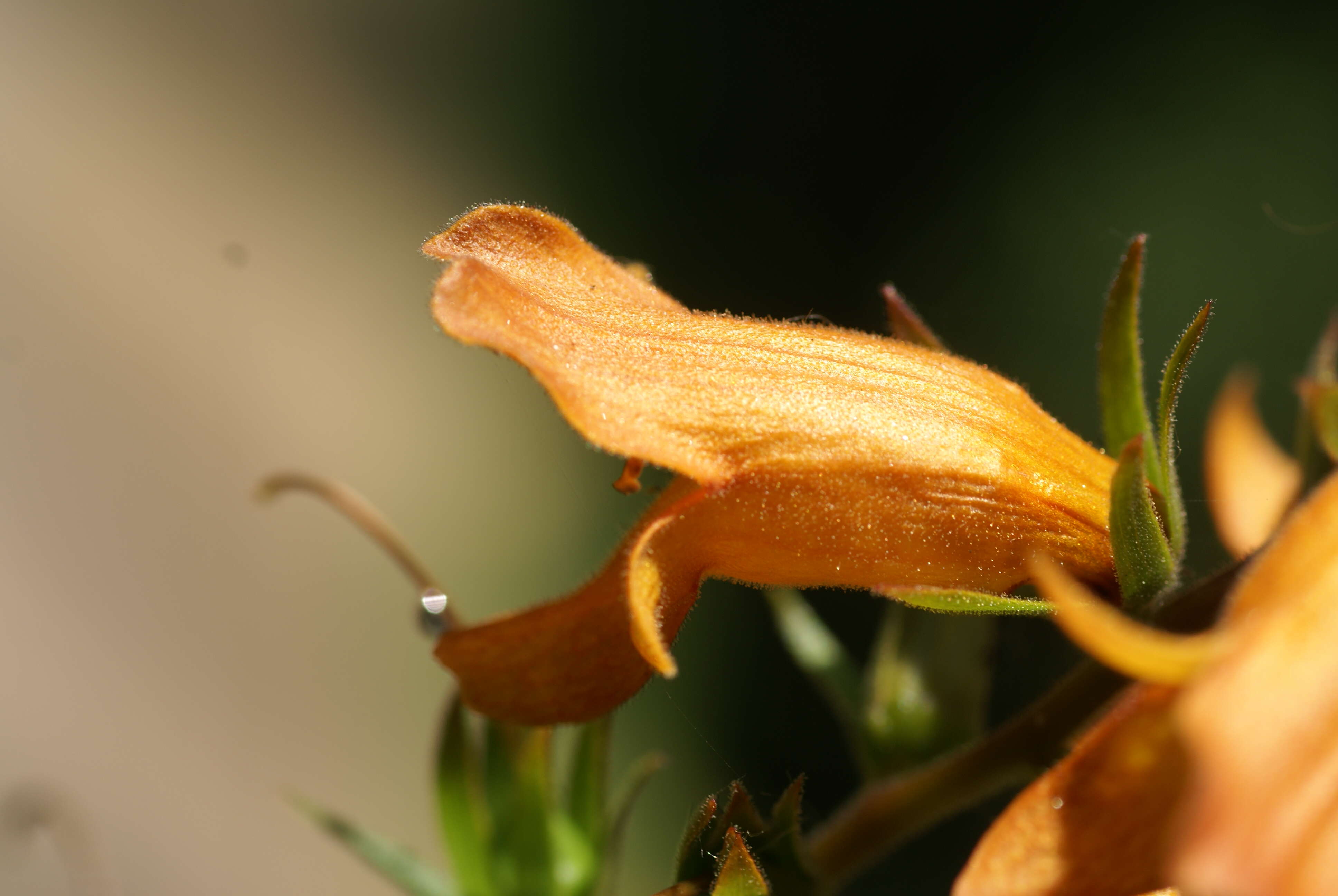 Imagem de Digitalis sceptrum L. fil.