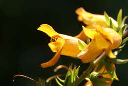 Image de Digitalis sceptrum L. fil.