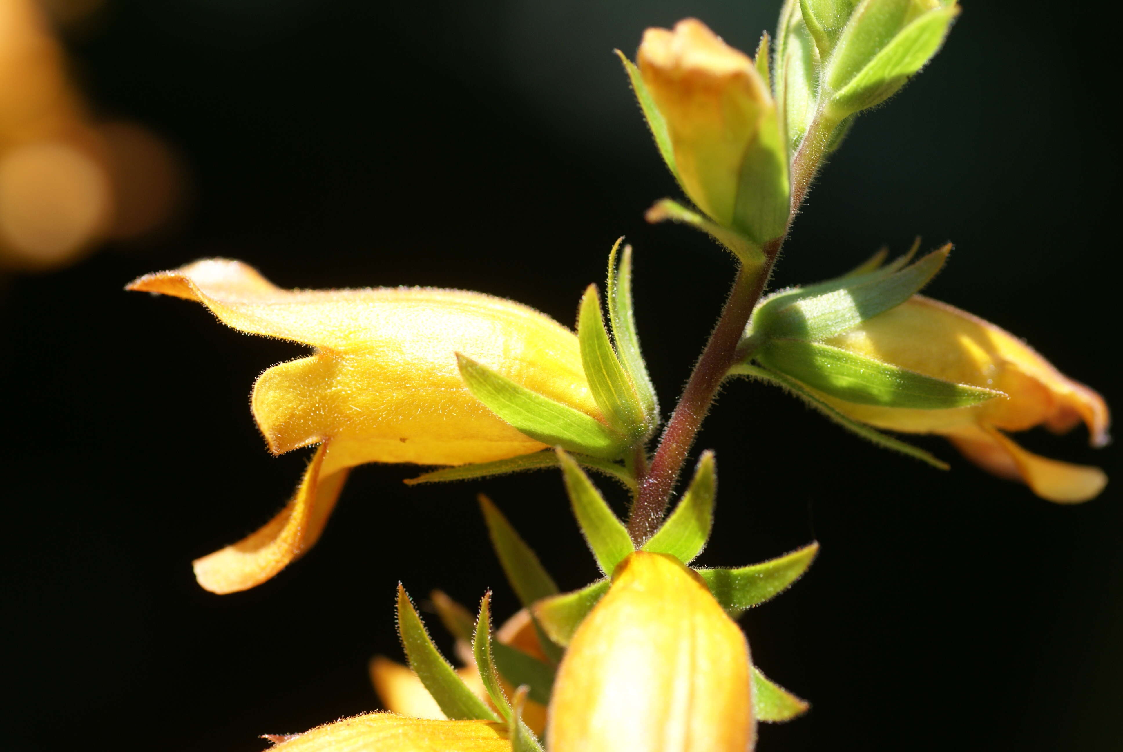 Imagem de Digitalis sceptrum L. fil.