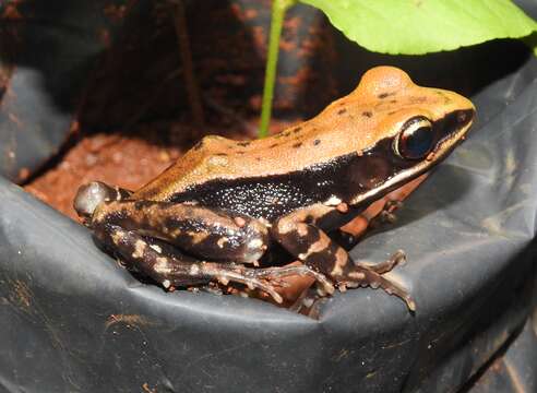 Sivun Hydrophylax malabaricus (Tschudi 1838) kuva