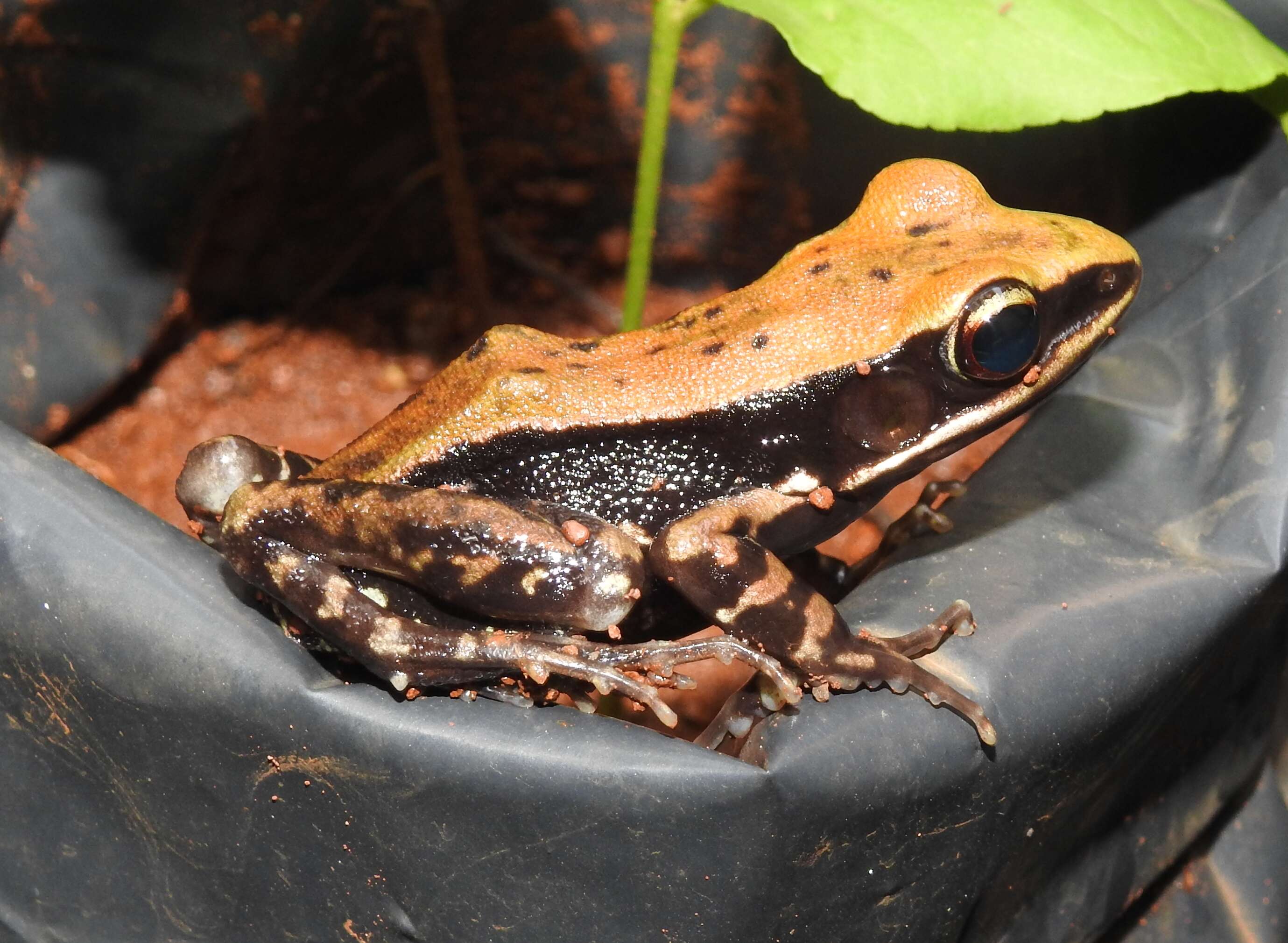 Image of Hydrophylax malabaricus (Tschudi 1838)