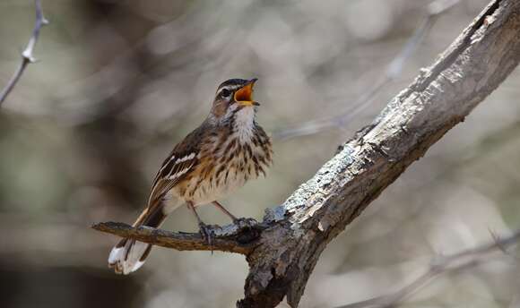 Image of White-browed Scrub Robin