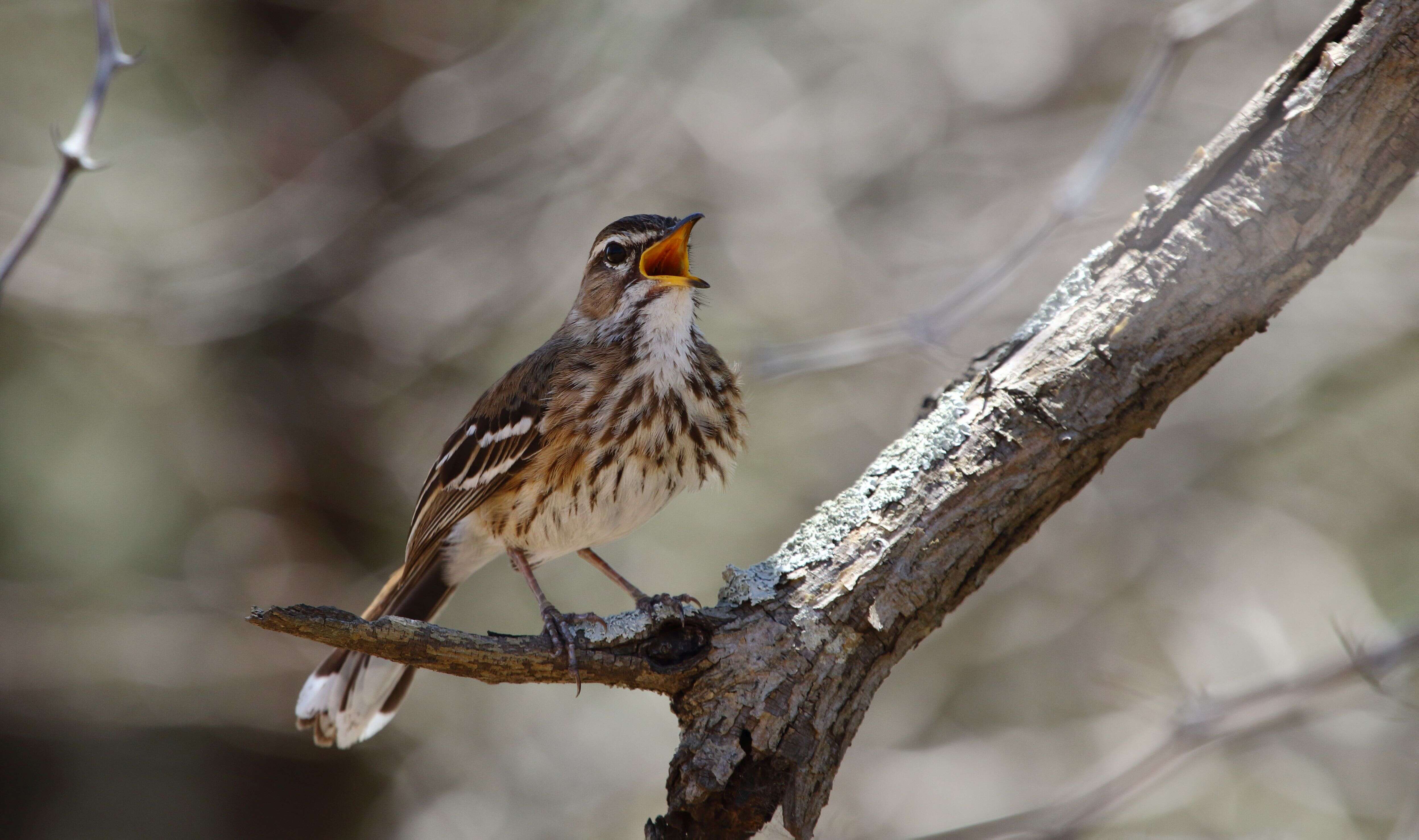 Image of White-browed Scrub Robin