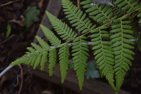 Image of Rough Tree Fern