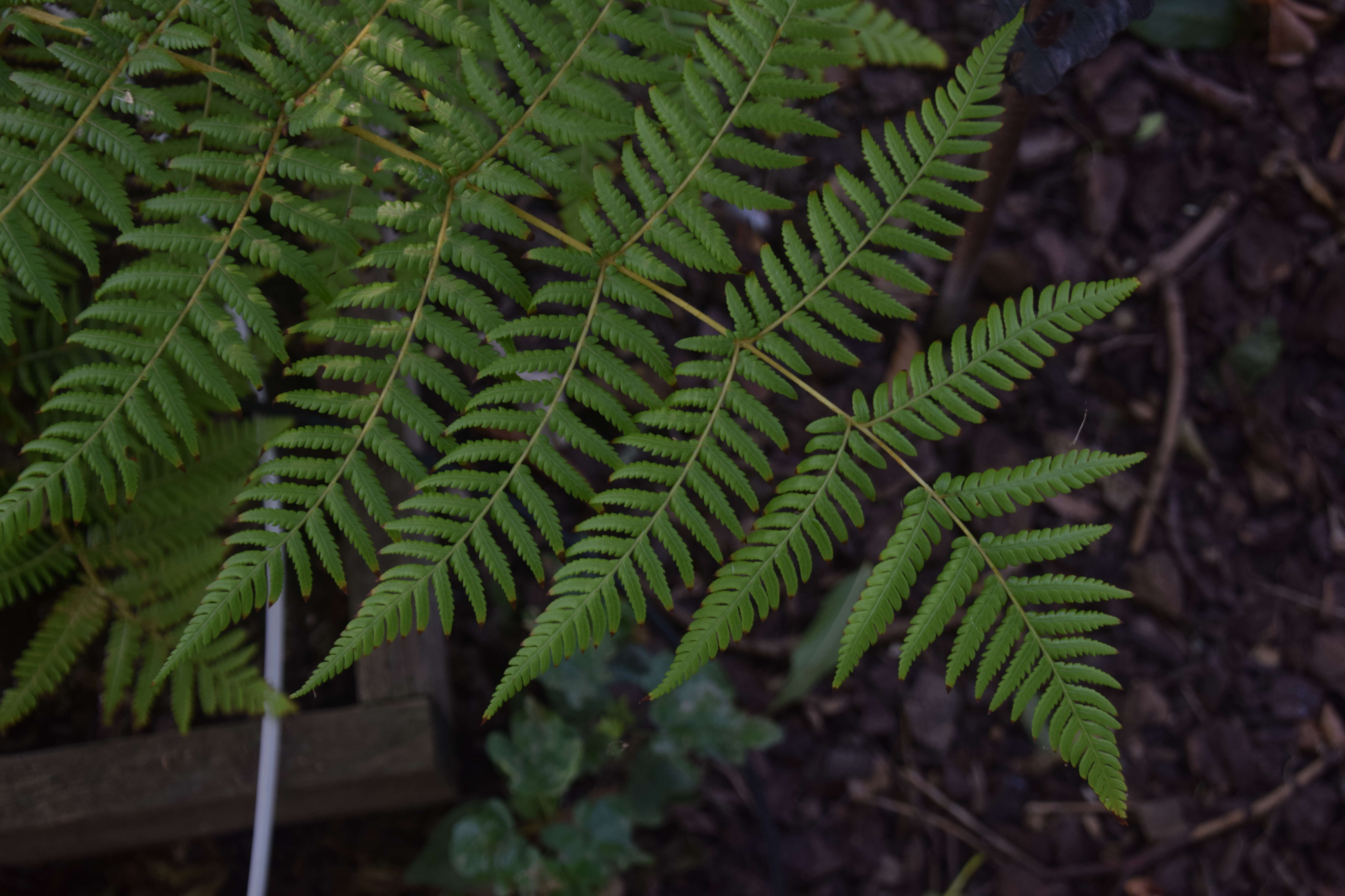 Image of Rough Tree Fern