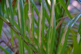 Image of Rhopalostylis baueri (Hook. fil.) H. Wendl. & Drude