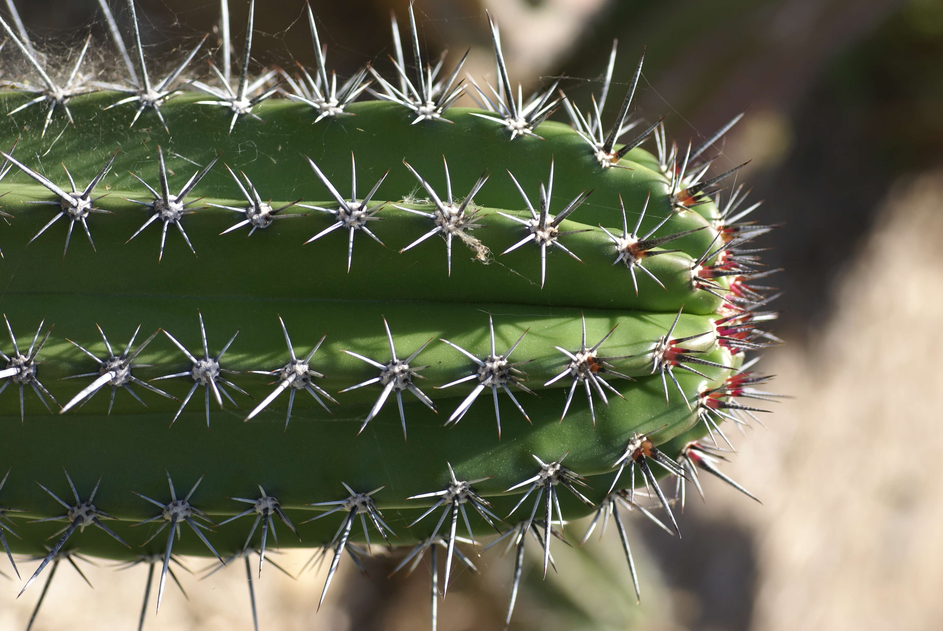 Image of Stenocereus stellatus (Pfeiff.) Riccob.