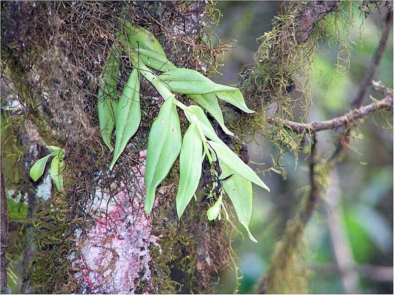 Image of Epidendrum difforme Jacq.