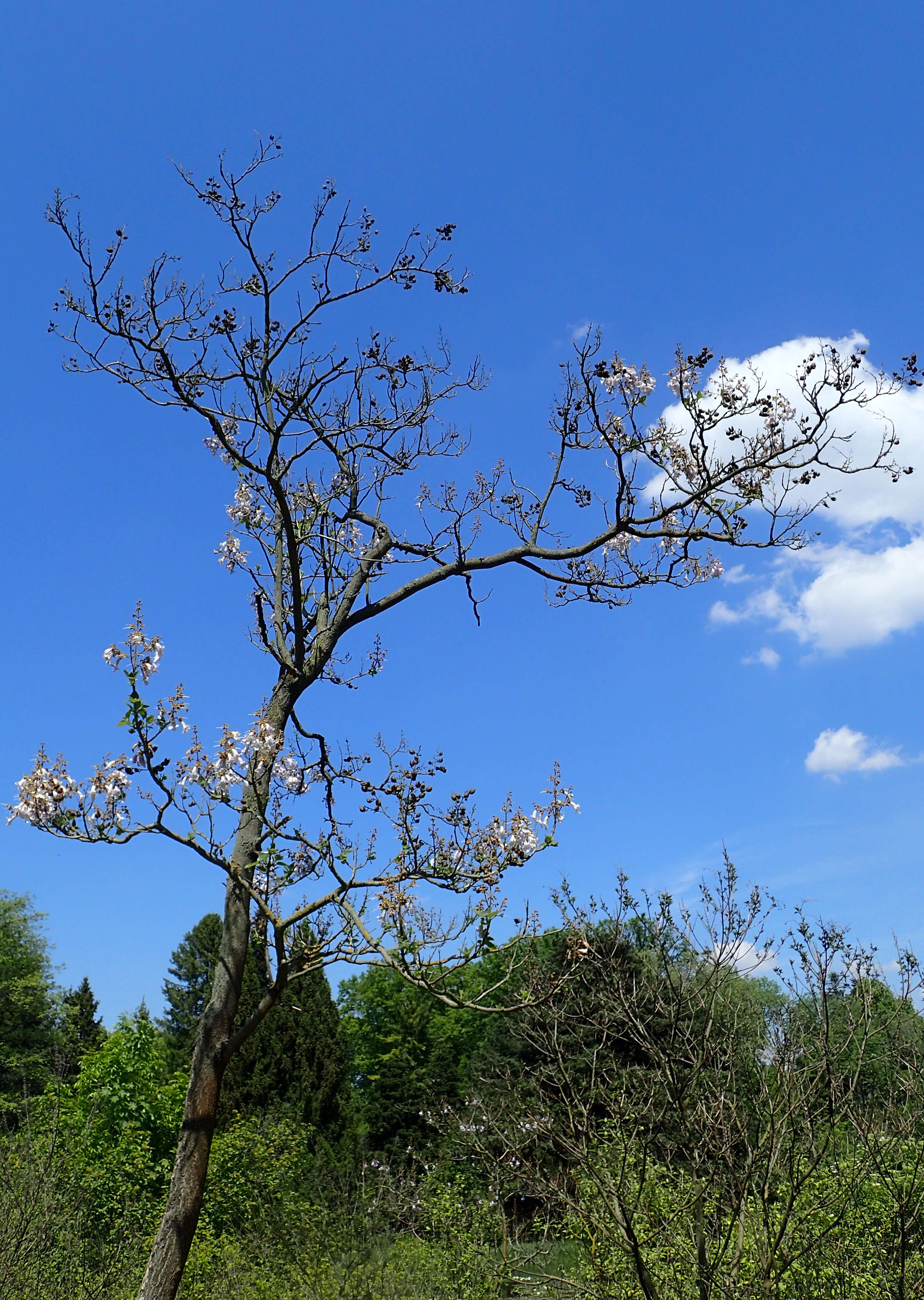 Image of Paulownia coreana