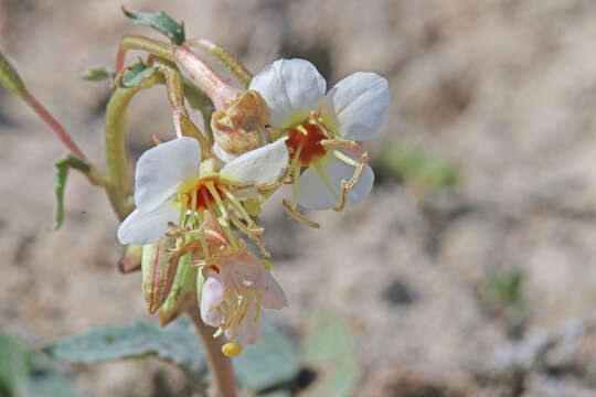 Image de Chylismia claviformis A. A. Heller