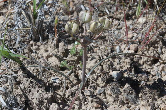 Image of pink funnel lily