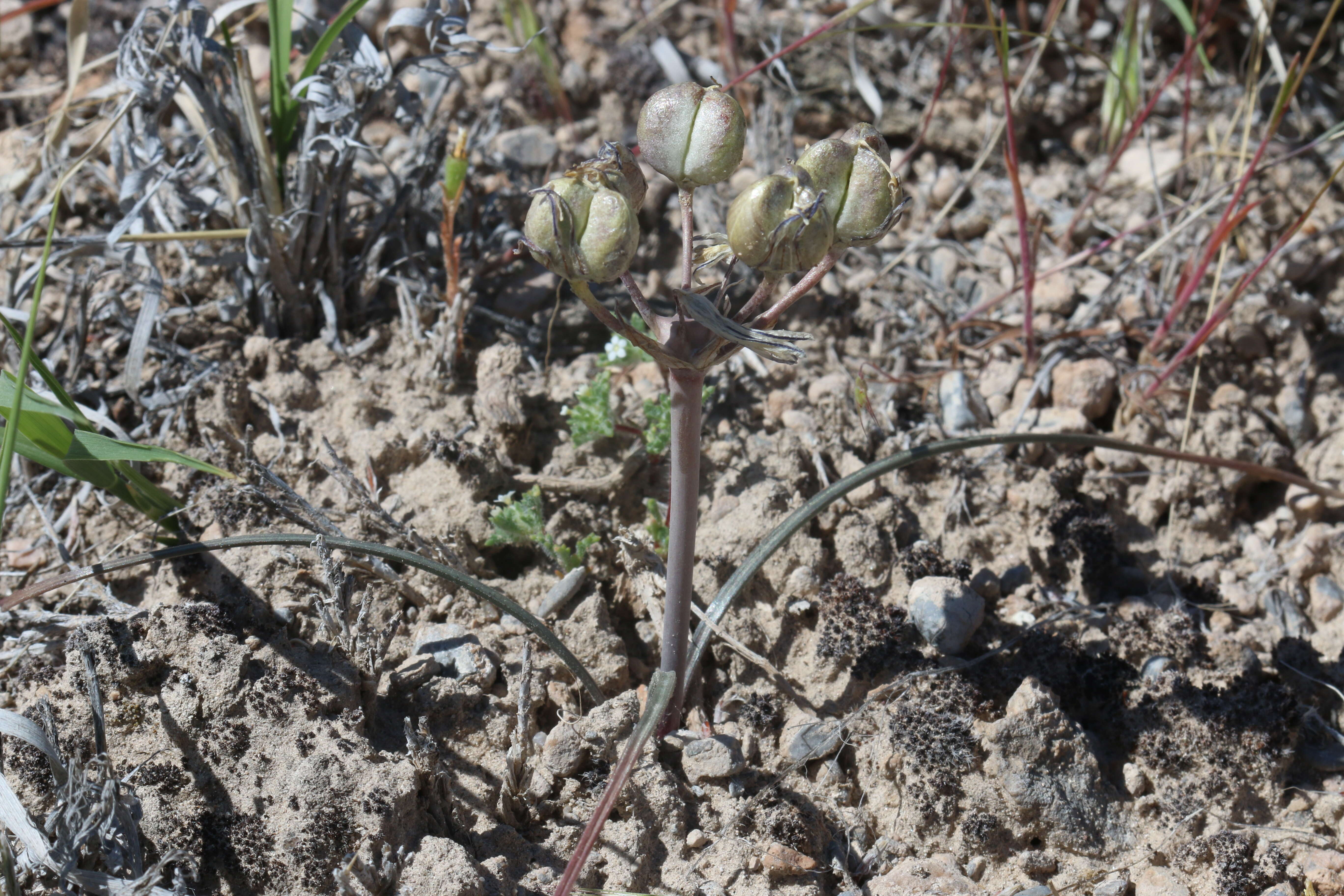 Sivun Androstephium breviflorum S. Watson kuva