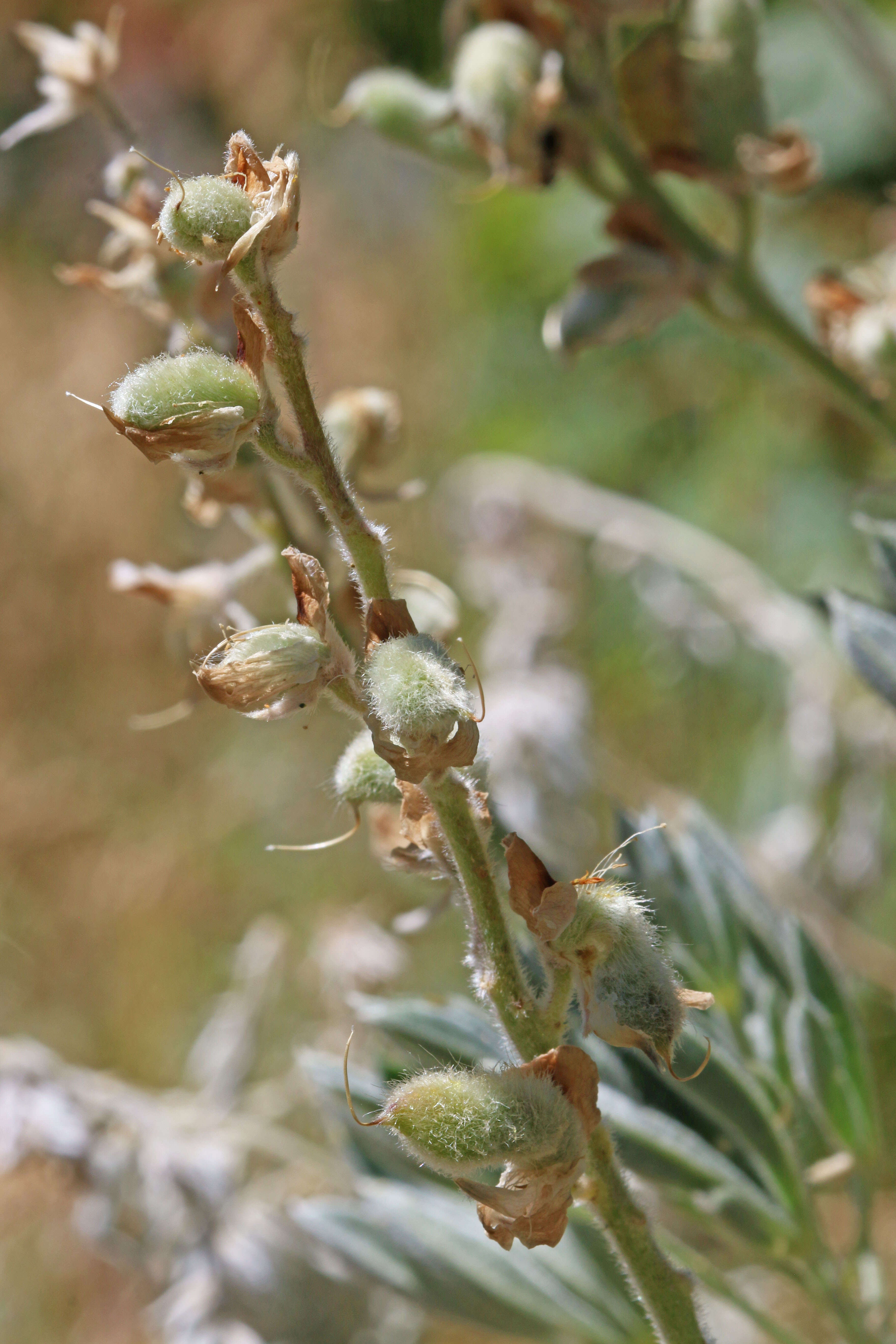 Image of silky lupine