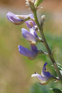 Image of silky lupine