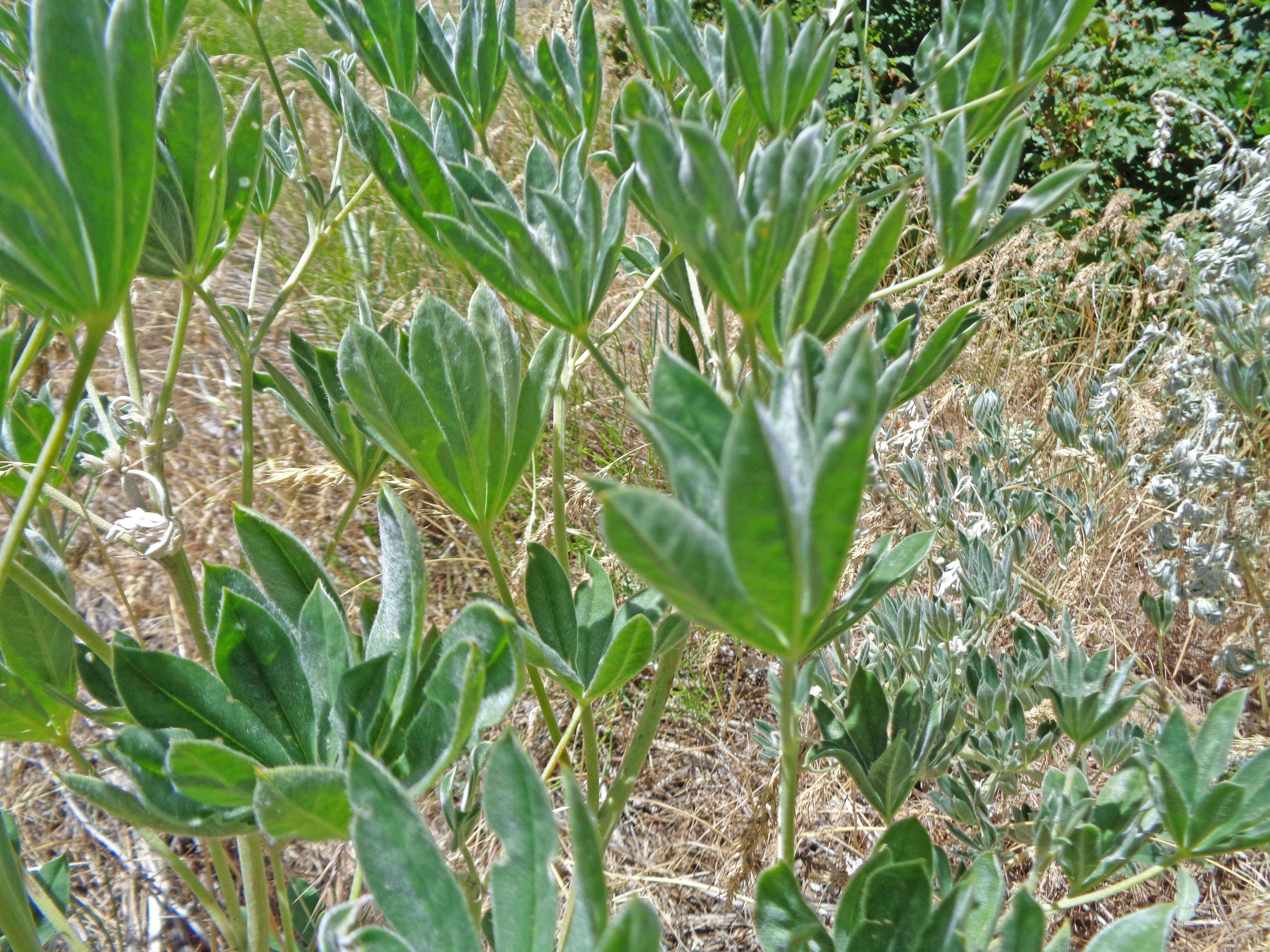 Image of silky lupine