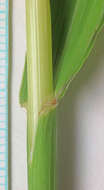 Image of fringed brome