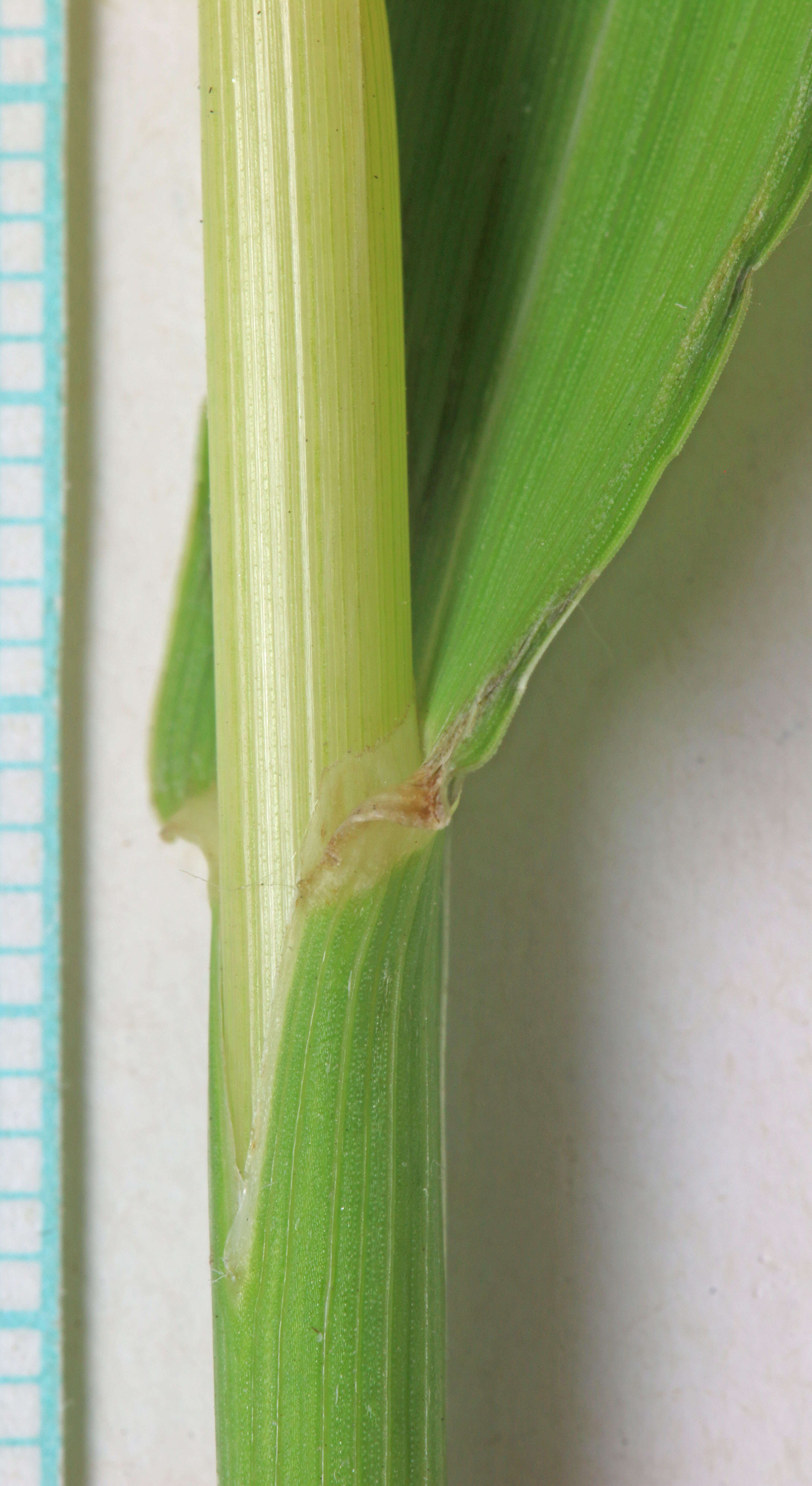 Image of fringed brome