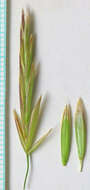 Imagem de Bromus ciliatus L.