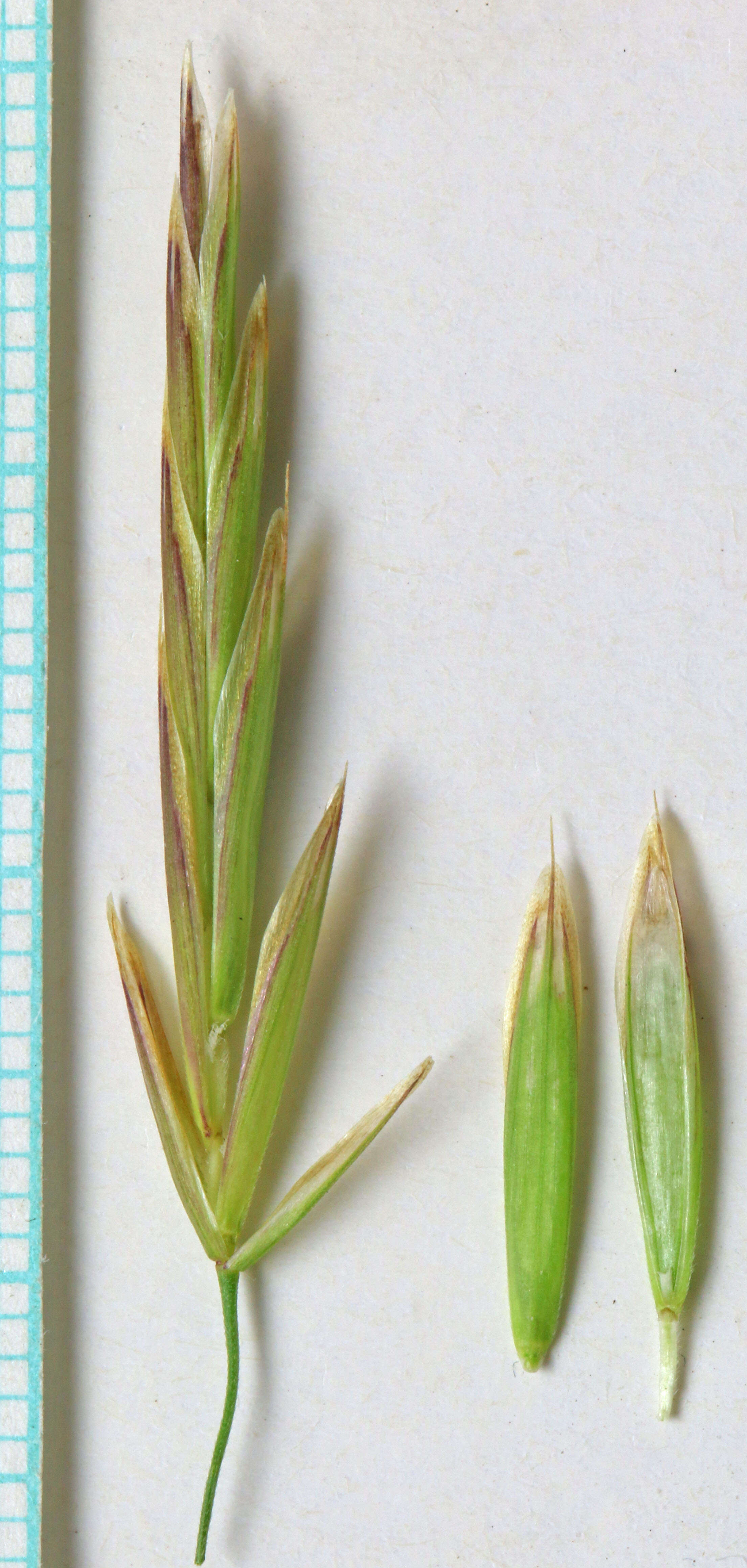 Image of fringed brome