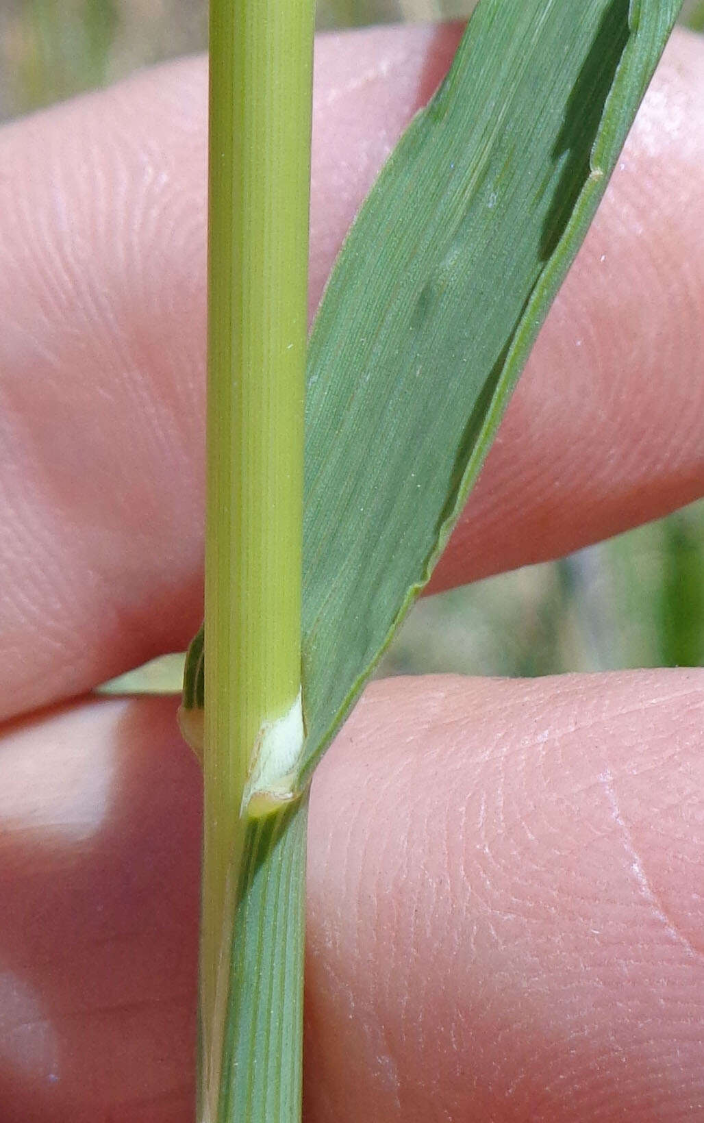 Image of fringed brome