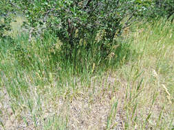 Image of fringed brome