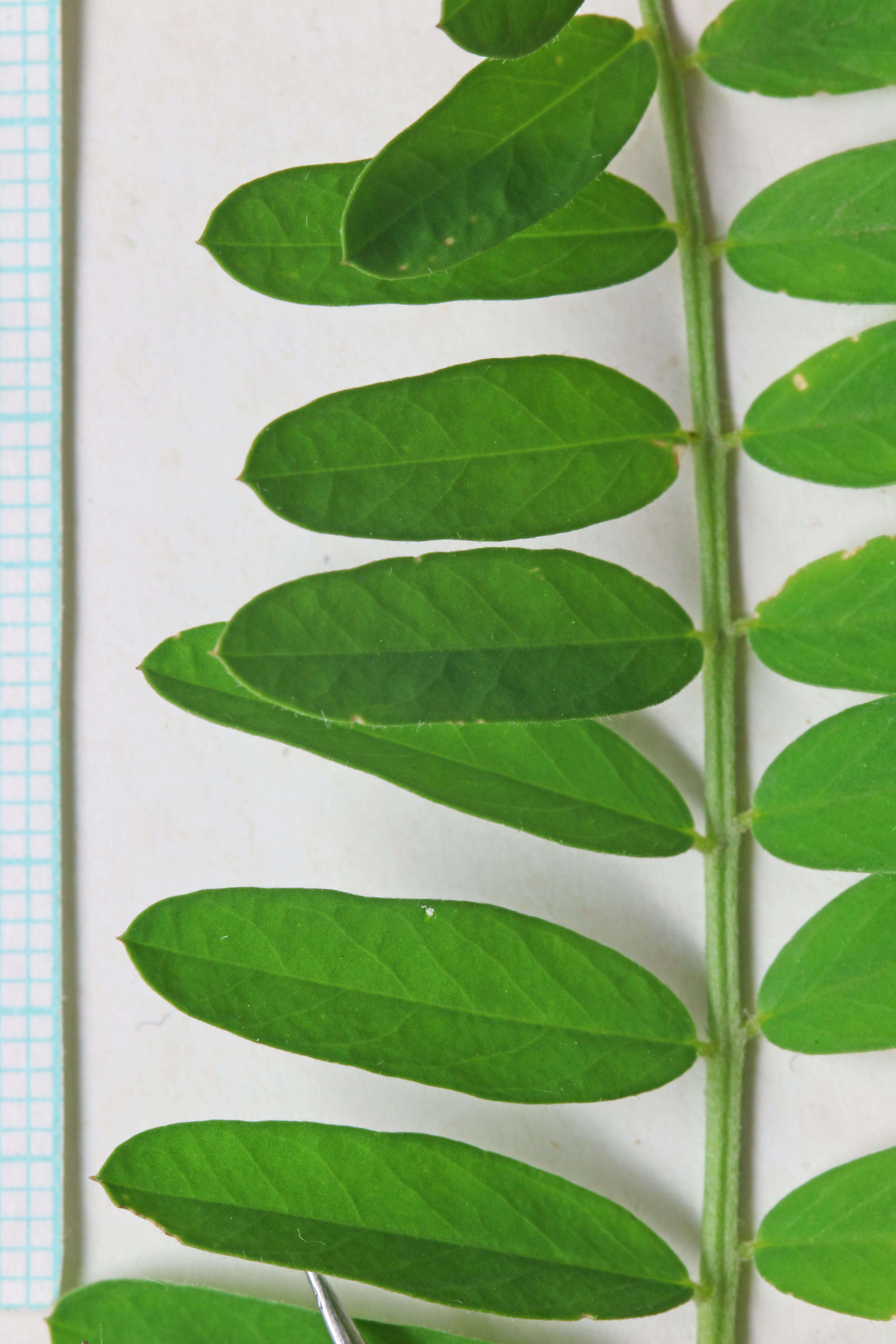 Image of Russian milkvetch