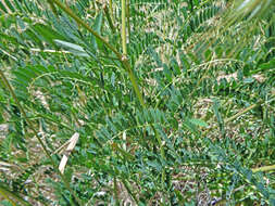 Image of Russian milkvetch
