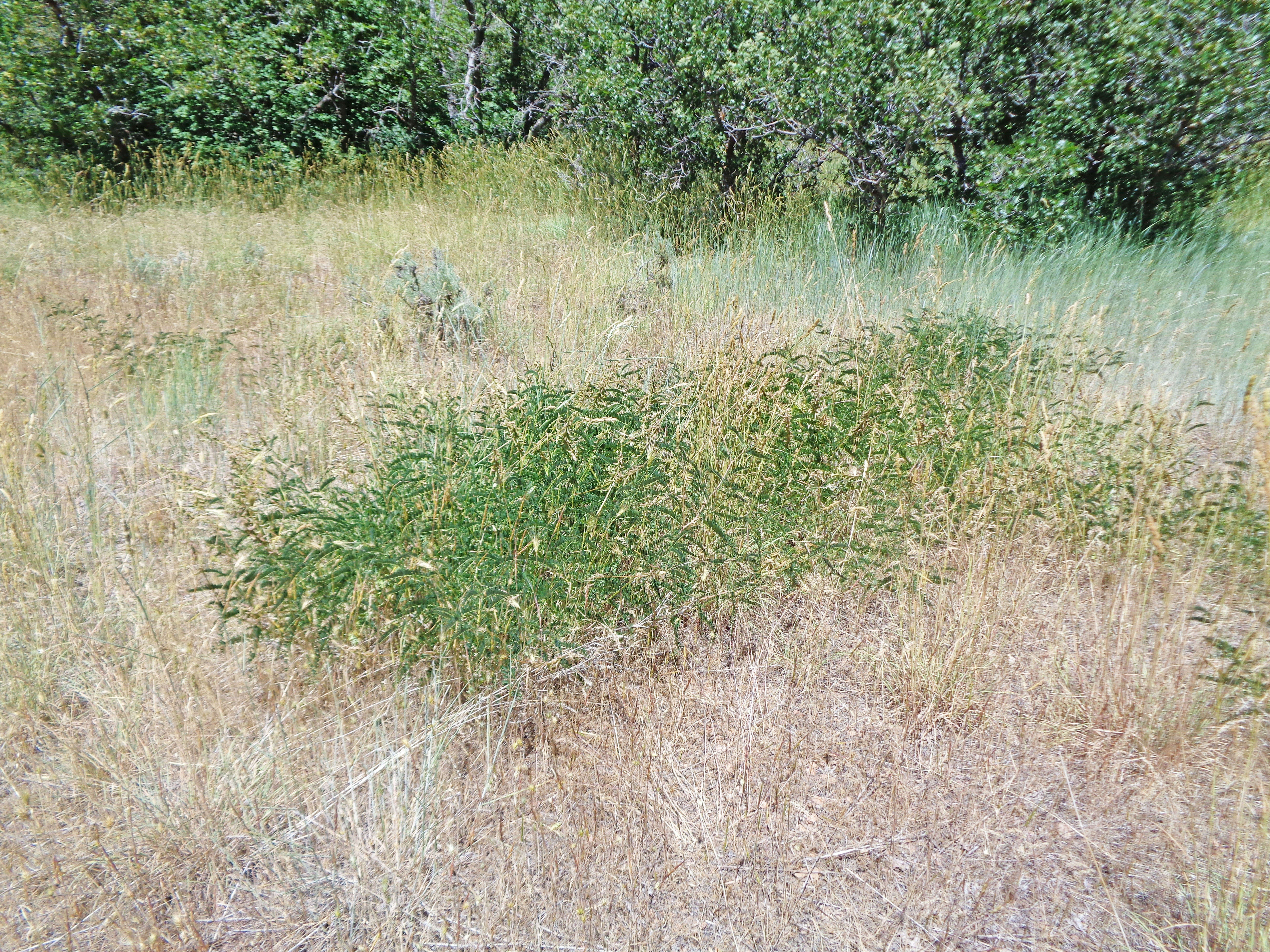 Image of Russian milkvetch