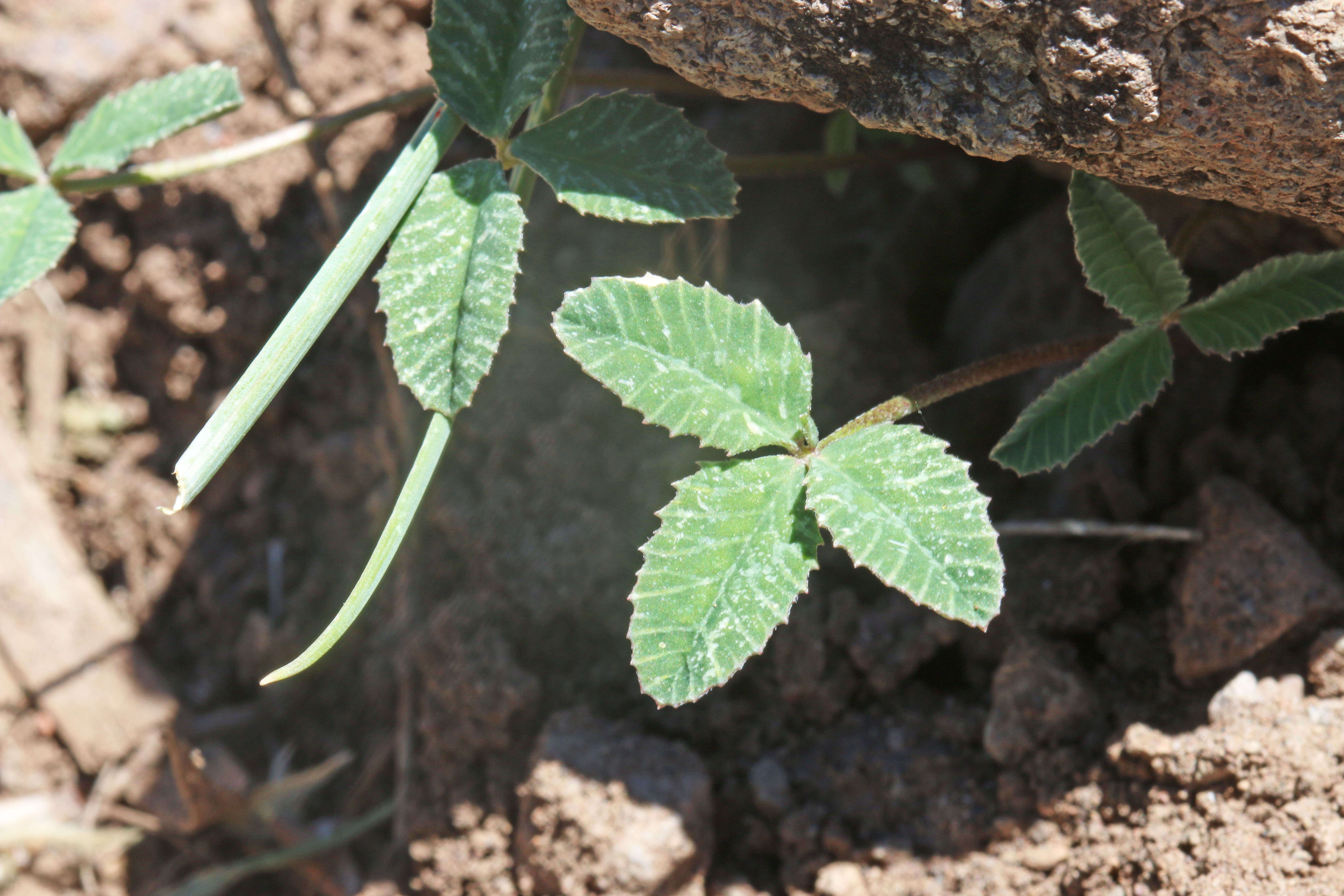 Image of Hollyleaf Clover