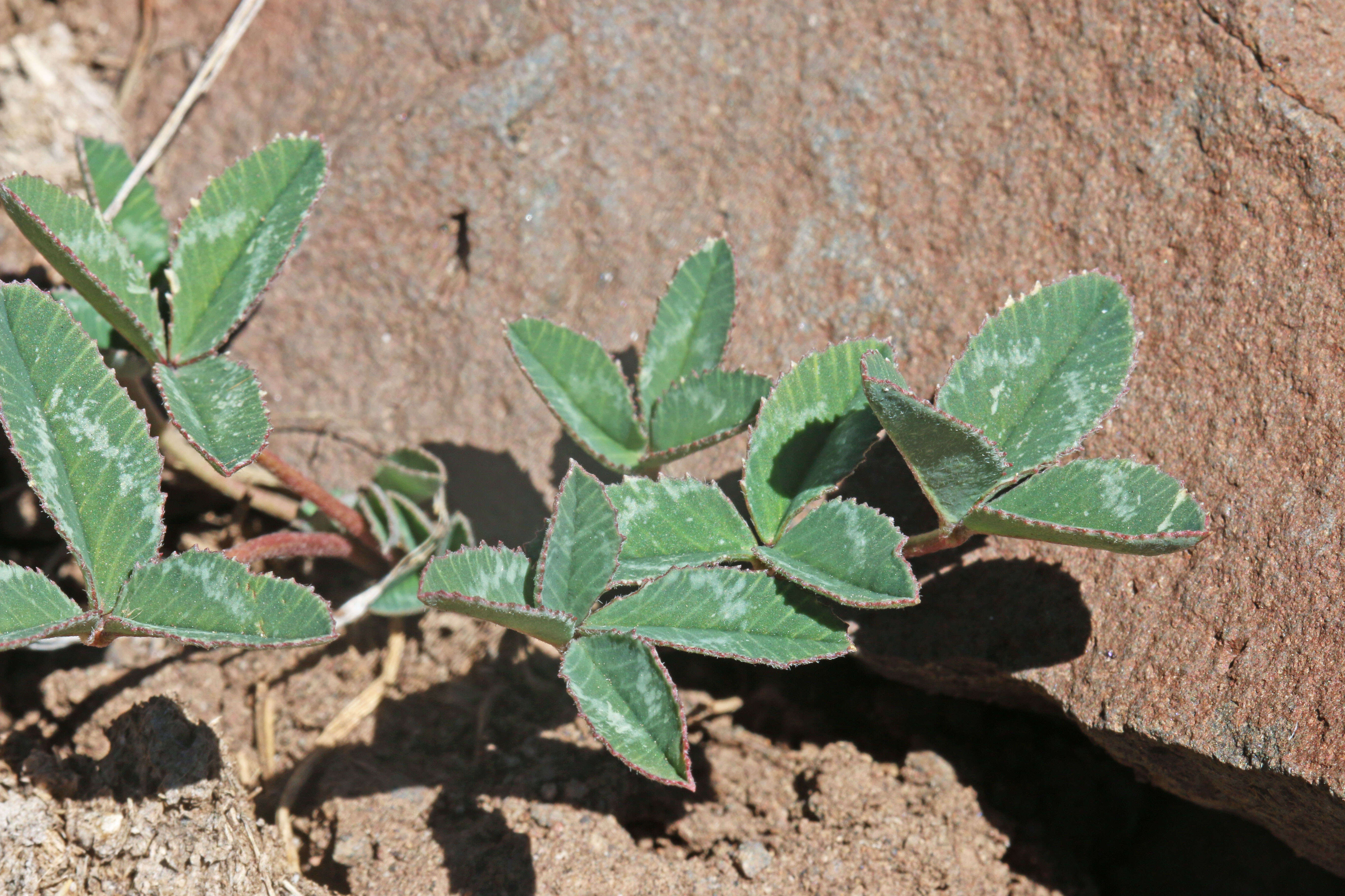 Image of Hollyleaf Clover