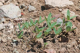 Image of Hollyleaf Clover